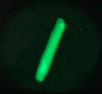 Click on one of the size names above to enlarge this image