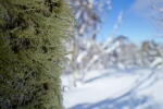 Click on one of the size names above to enlarge this image Click on one of the size names above to enlarge this image