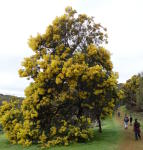 Click on one of the size names above to enlarge this image Click on one of the size names above to enlarge this image