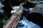 Click on one of the size names below to enlarge this image