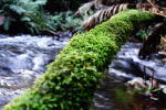 Click on one of the size names above to enlarge this image