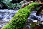 Click on one of the size names above to enlarge this image