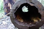 Click on one of the size names above to enlarge this image