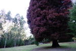 Click on one of the size names above to enlarge this image