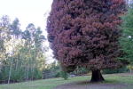 Click on one of the size names above to enlarge this image