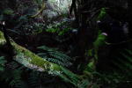 Click on one of the size names above to enlarge this image